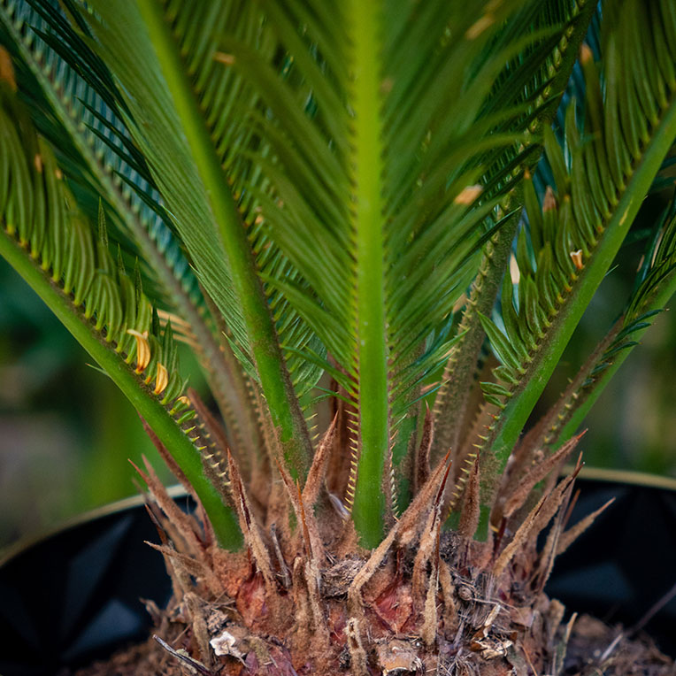 Cycas kaufen