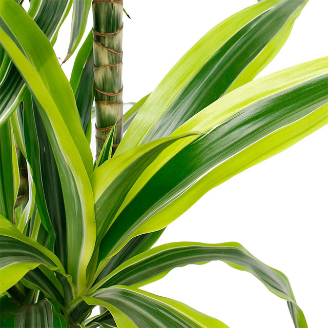 Dracaena Lemon Lime