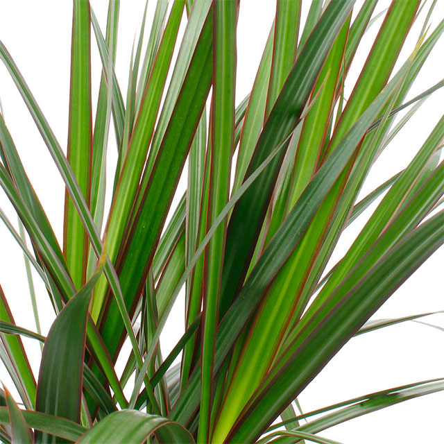 Dracaena Marginata