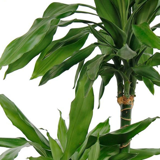 Dracaena Janet kaufen