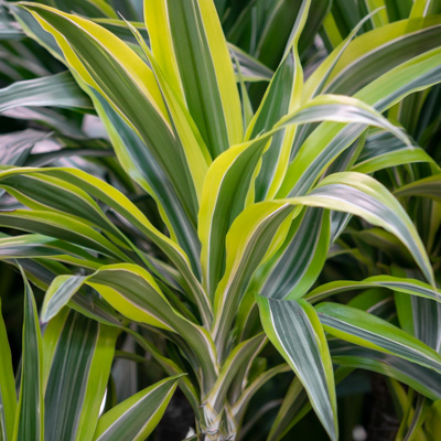 Dracaena Lemon Lime kaufen