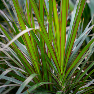 Dracaena marginata kaufen