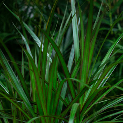 Dracaena kaufen