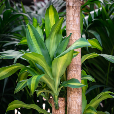 Drachenbaum Massangeana