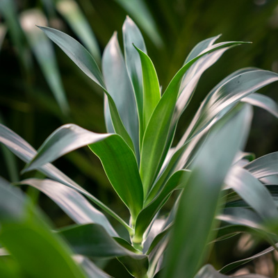 Drachenbaum Reflexa