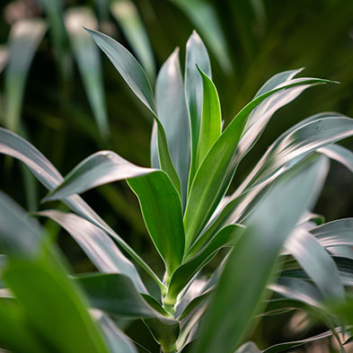 Dracaena für schatten kaufen