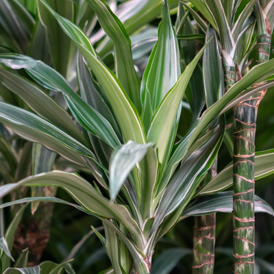 Drachenbaum Warneckei