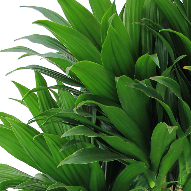 Dracaena Dracaena
