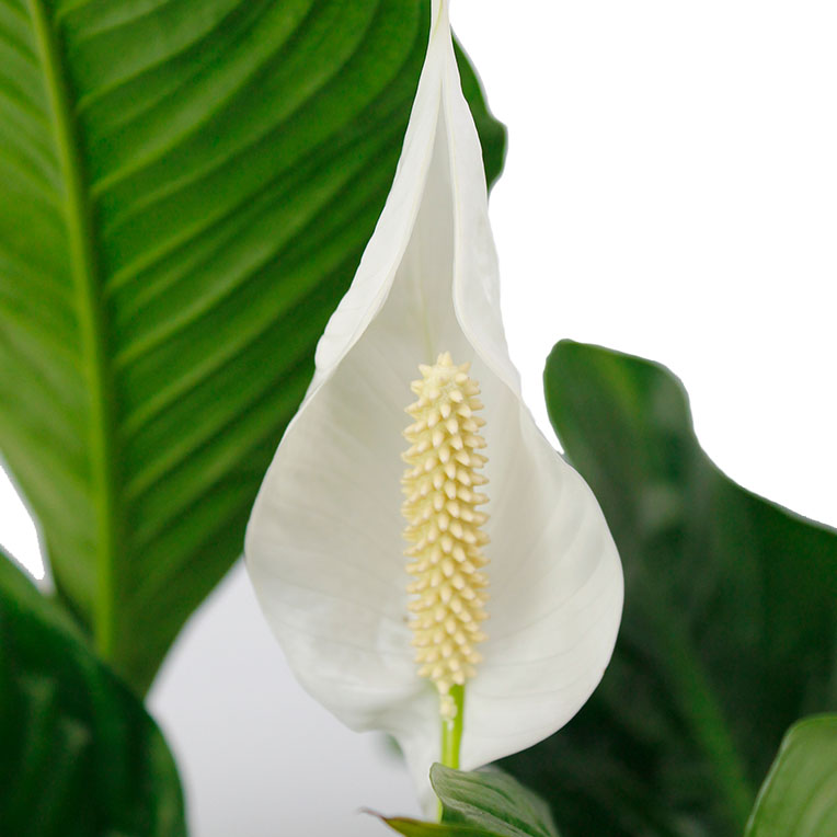 Spathiphyllum kaufen Spathiphyllum kaufen