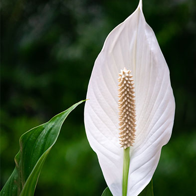 Spathiphyllum kaufen