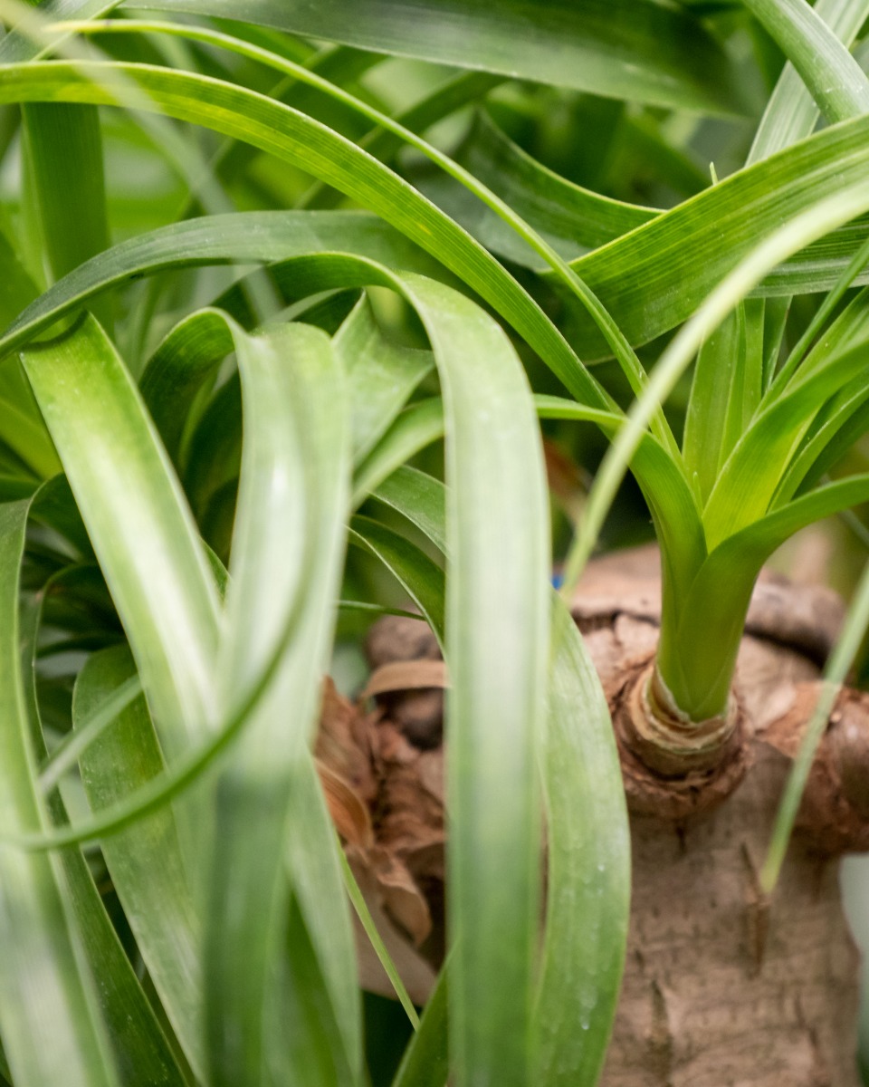 Robuste Beaucarnea kaufen