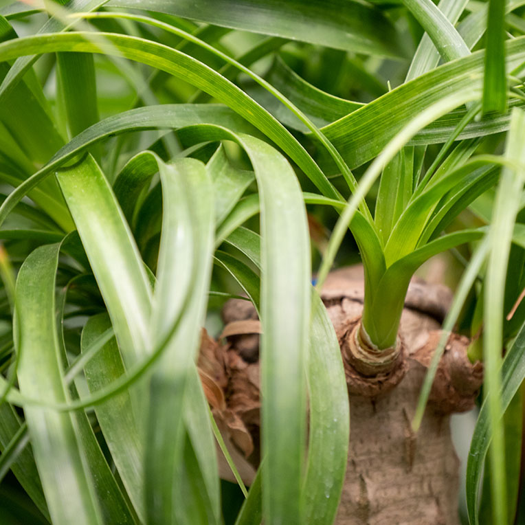 Beaucarnea kaufen