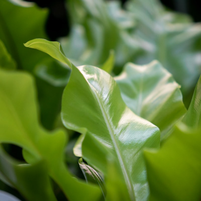 Farne Asplenium