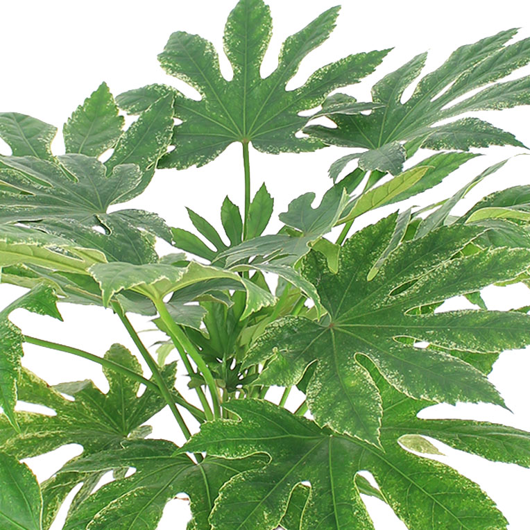 Fatsia online bestellen