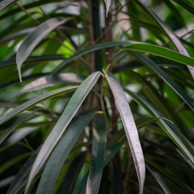 Ficus Alii