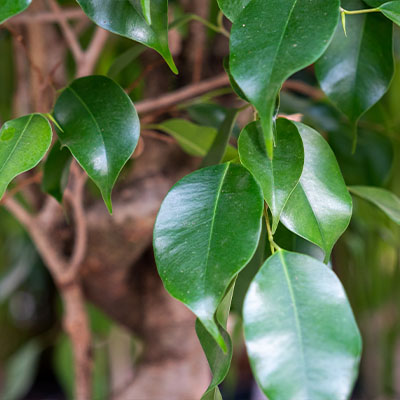 Ficus Benjamina kaufen