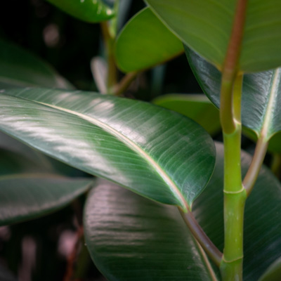 Ficus elastica kaufen?