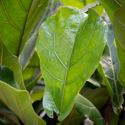 Ficus Lyrata kaufen