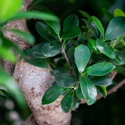 Ficus Microcarpa kaufen