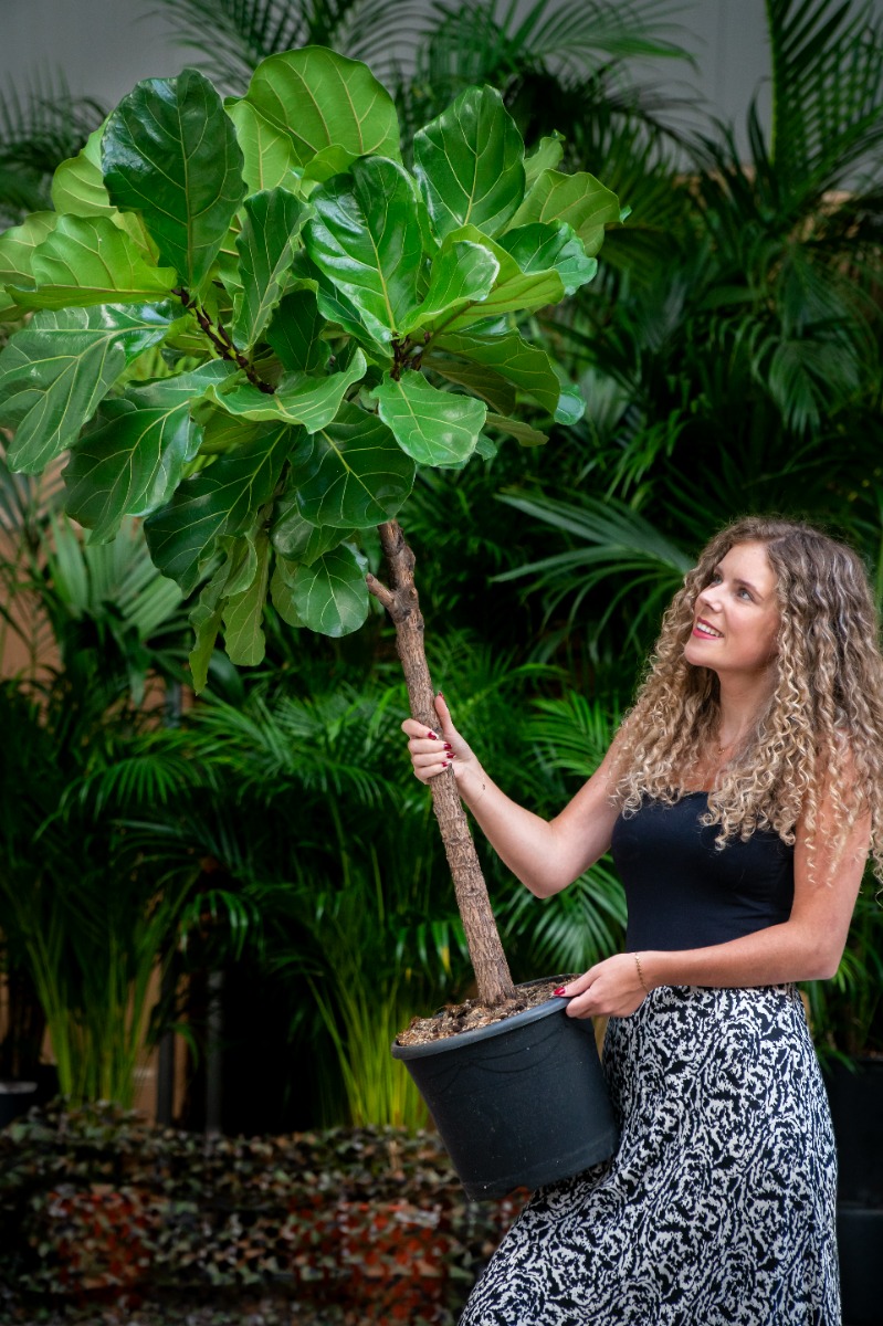 robuste Ficus Lyrata kaufen