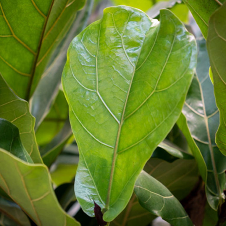 Sonne liebende Ficus kaufen