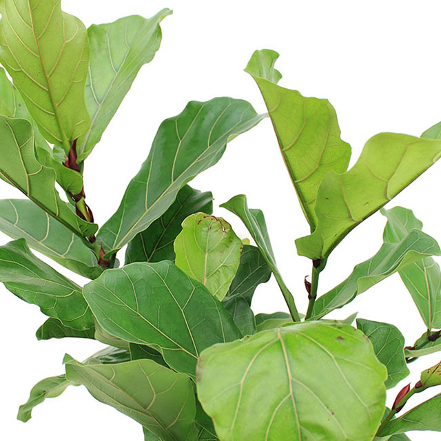 Ficus Ficus
