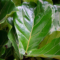 Ficus 