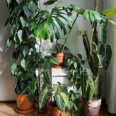 Philodendron Scandens im Topf im Wohnzimmer