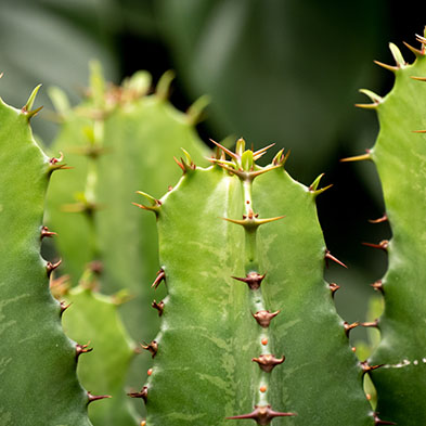 Euphorbia kaufen