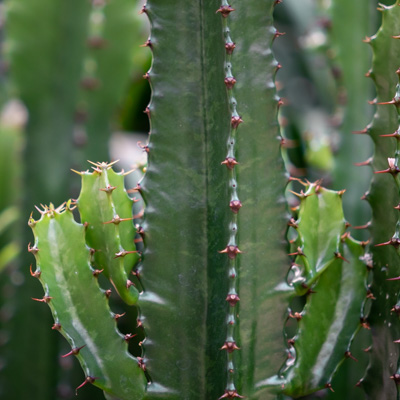 Euphorbia kaufen