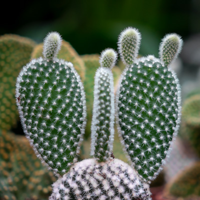 Opuntia Kaktus (Scheibenkaktus ) kaufen? - 123zimmerpflanzen