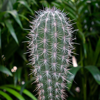 Kaktus Säulenkaktus
