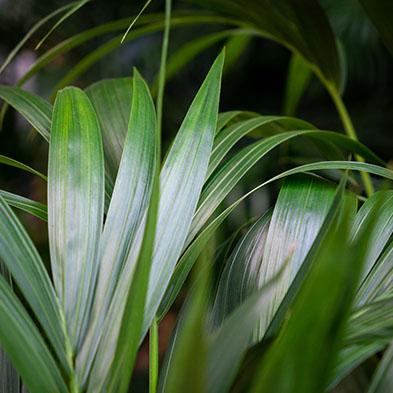 Kentia für schatten kaufen