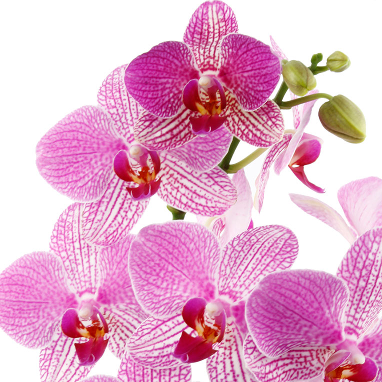 orchidee kaufen orchidee kaufen