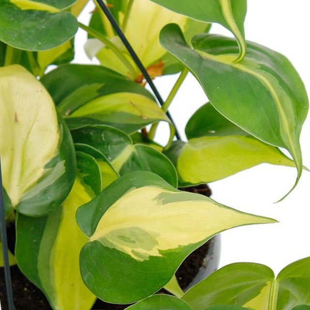 Philodendron kaufen? 123zimmerpflanzen