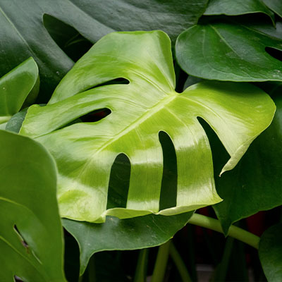 Monstera Deliciosa