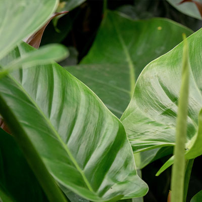 Philodendron Imperial Green