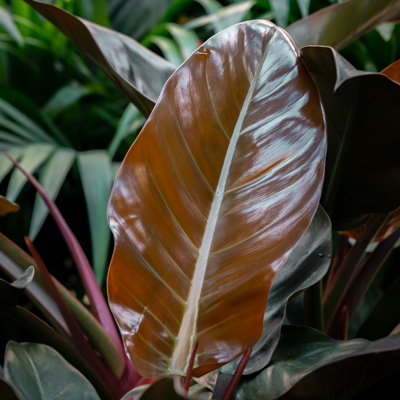 Philodendron Imperial Red kaufen?