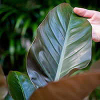 Philodendron