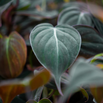 Philodendron Micans