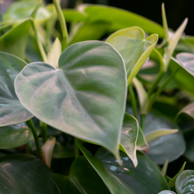 Philodendron Scandens kaufen?