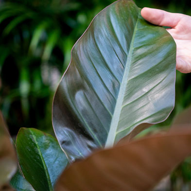 Philodendron für schatten kaufen