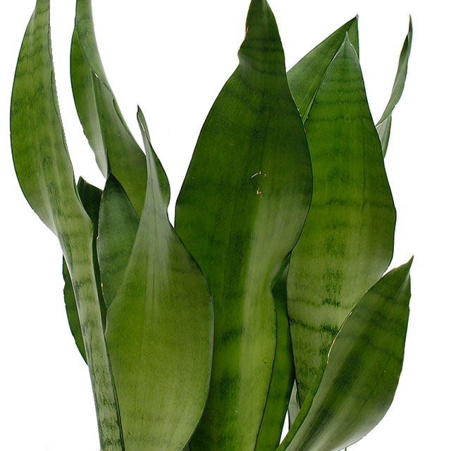 Sansevieria Sansevieria