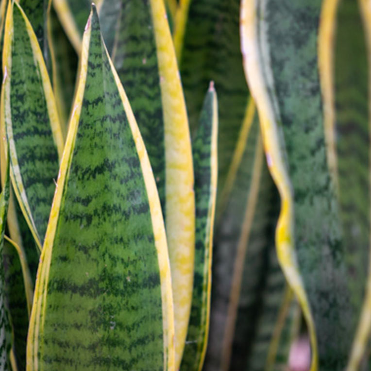 Sansevieria