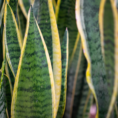 Sansevieria Laurentii kaufen