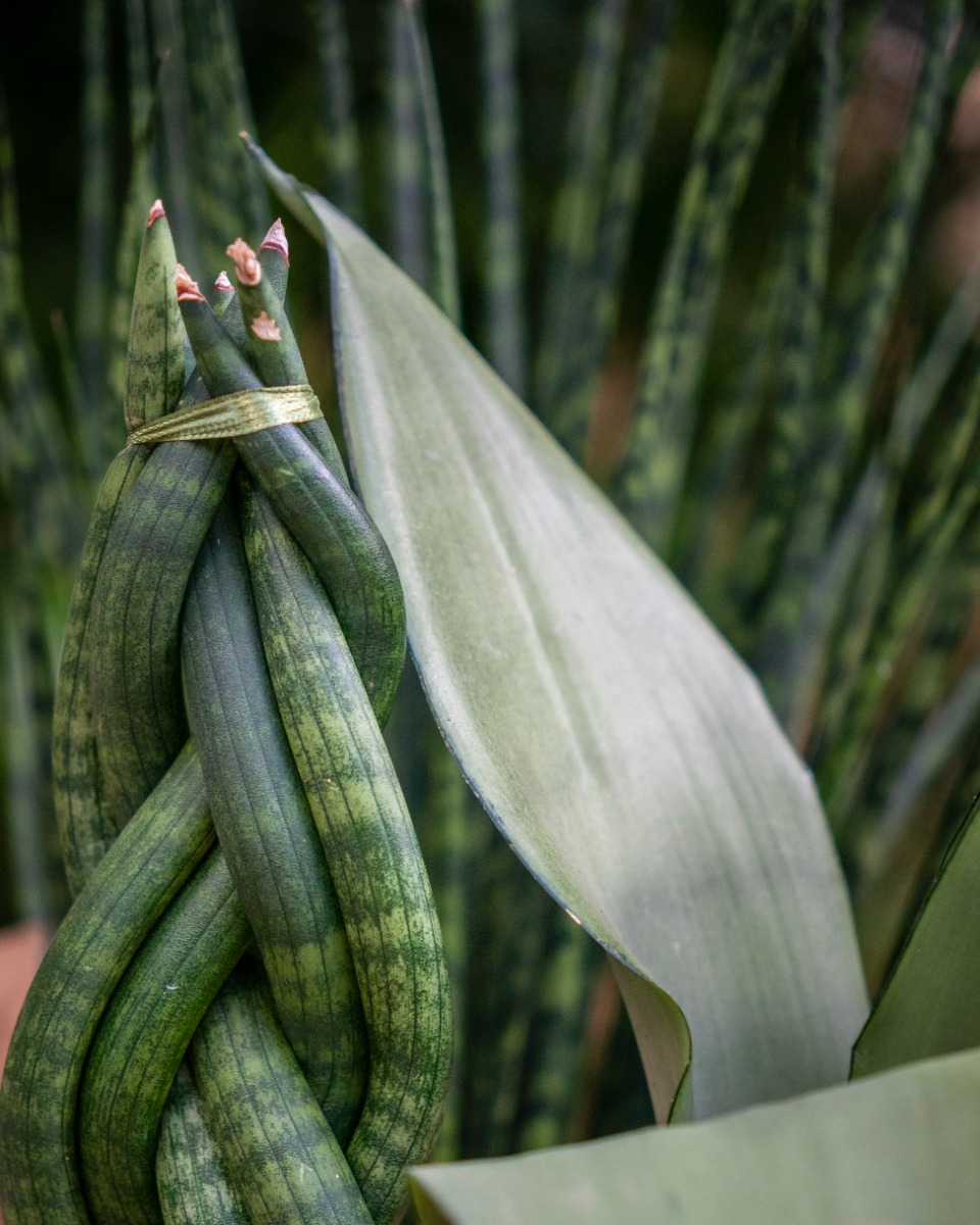 robuste Sansevieria kaufen