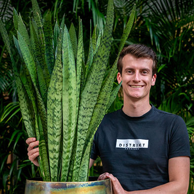 Sansevieria für schatten kaufen