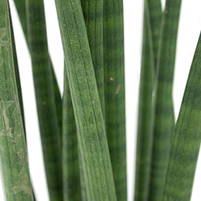 Sansevieria Straight kaufen?