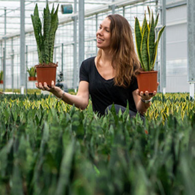 Sansevieria kaufen