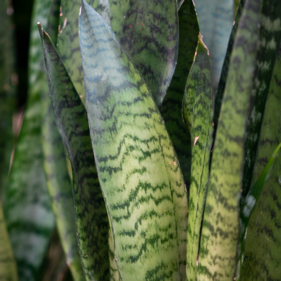 Sansevieria Zeylanica kaufen